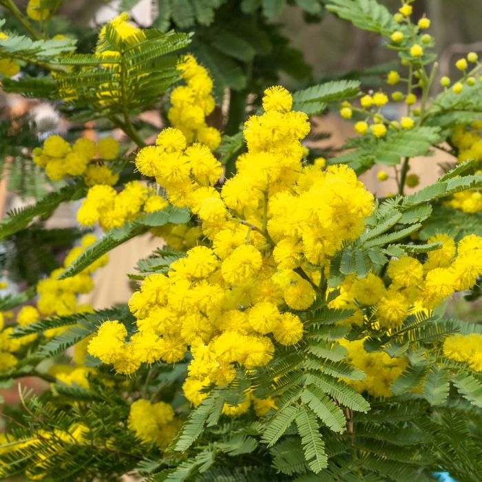 Mimosa d’hiver le gaulois, acacia dealbata