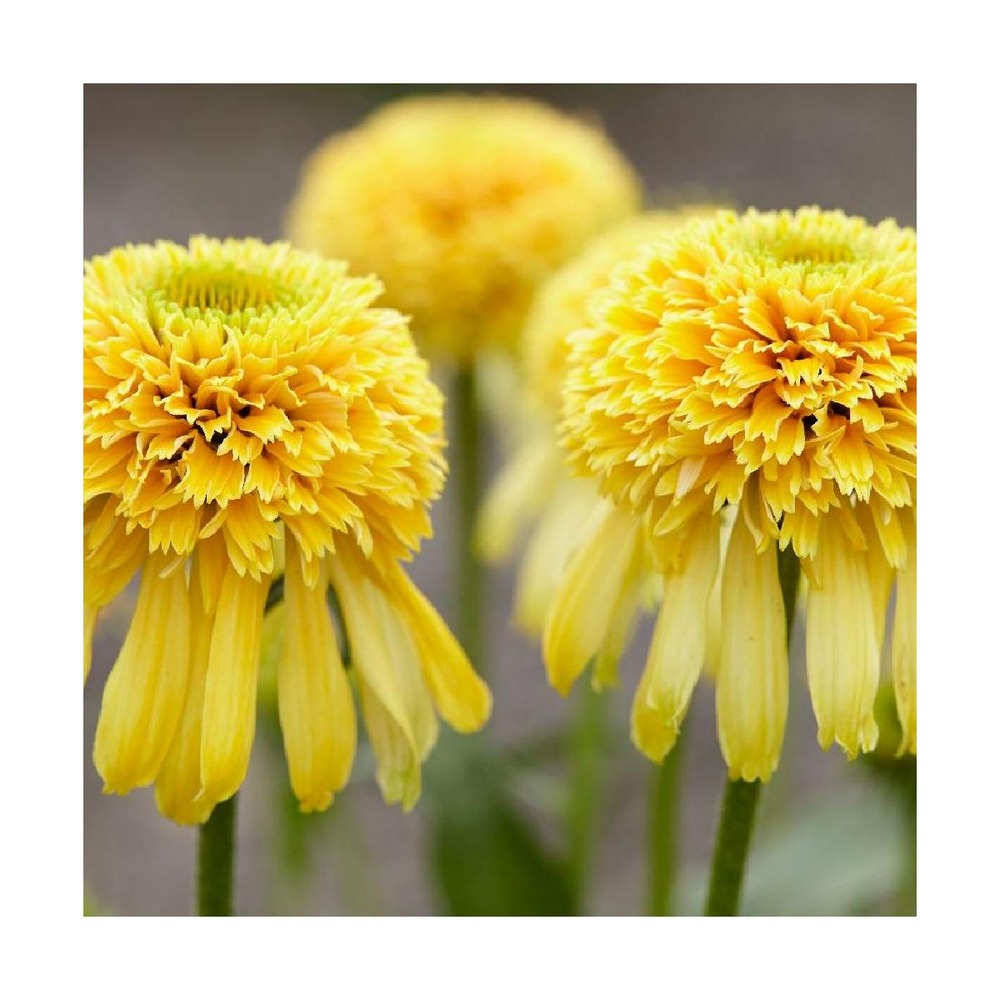 Échinacée lemon drop/echinacea lemon drop[-]godet