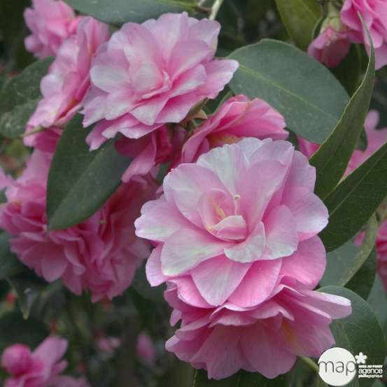 Camellia 'Spring Festival' : H 40/50 cm, ctr 3 Litres