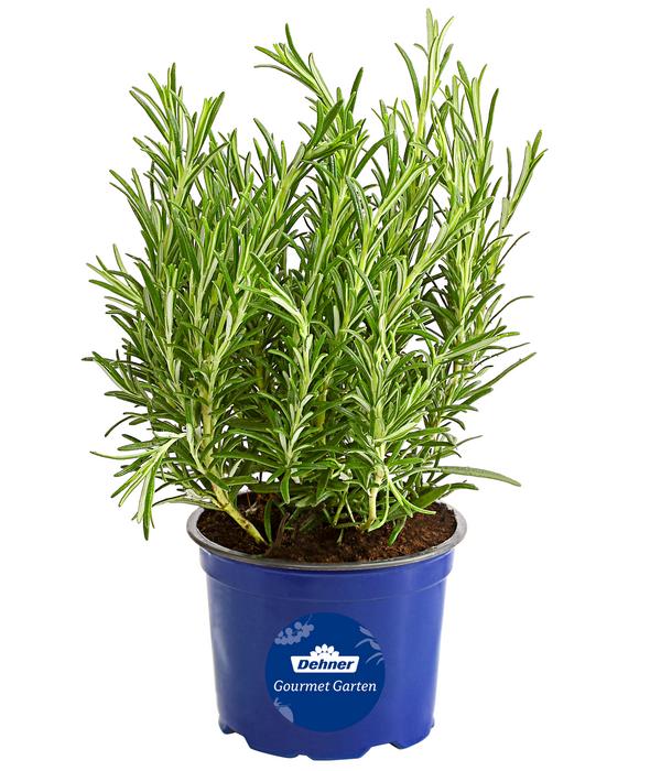 Dehner Gourmet Garten Rosmarin