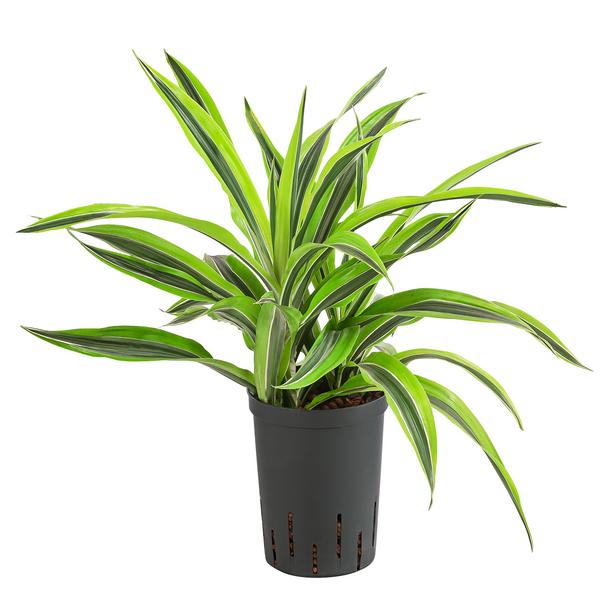 Drachenbaum - Dracaena 'Lemon Lime',