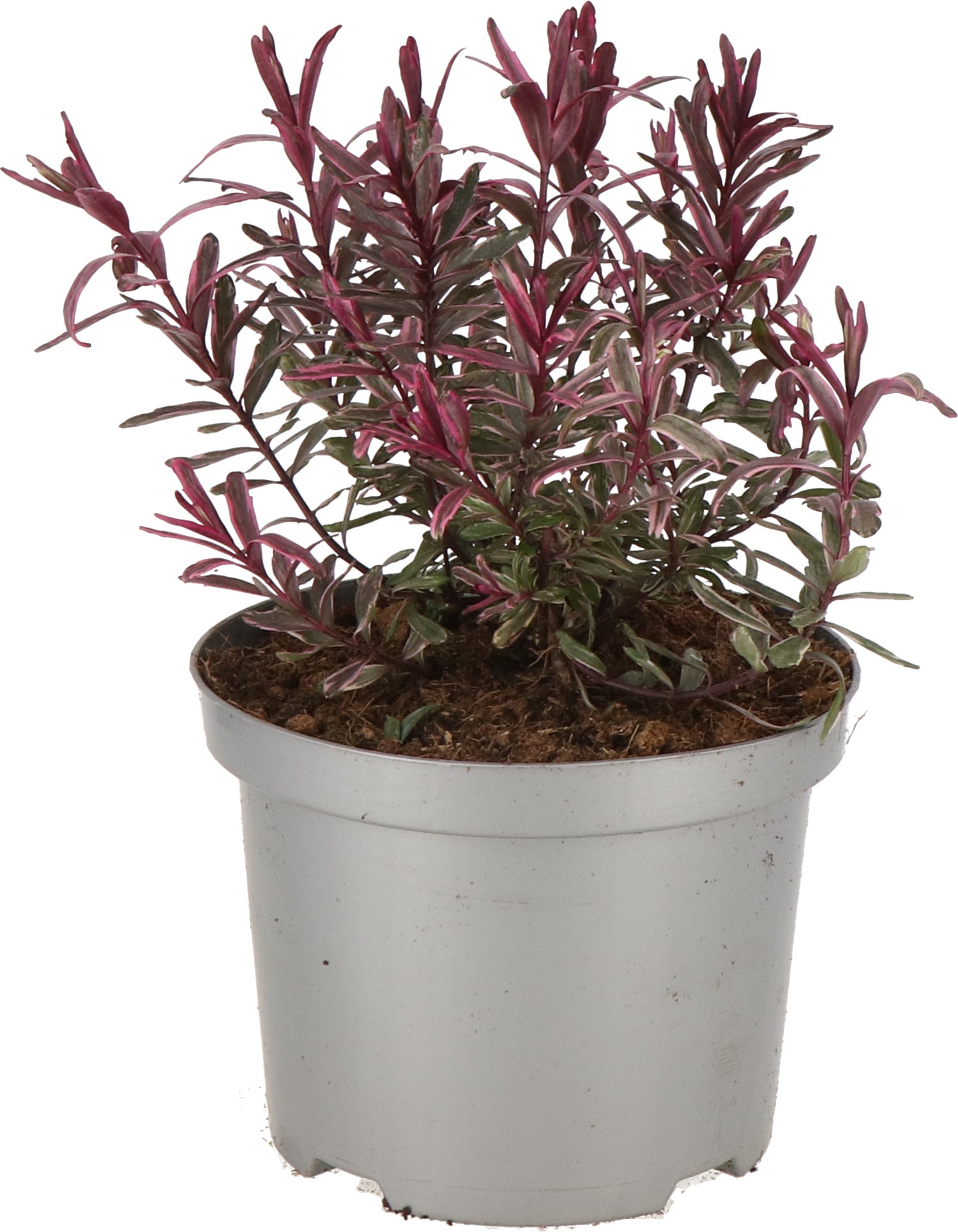 Struikveronica (Hebe 'Frozen Flame' ®) D 17 H 25 cm