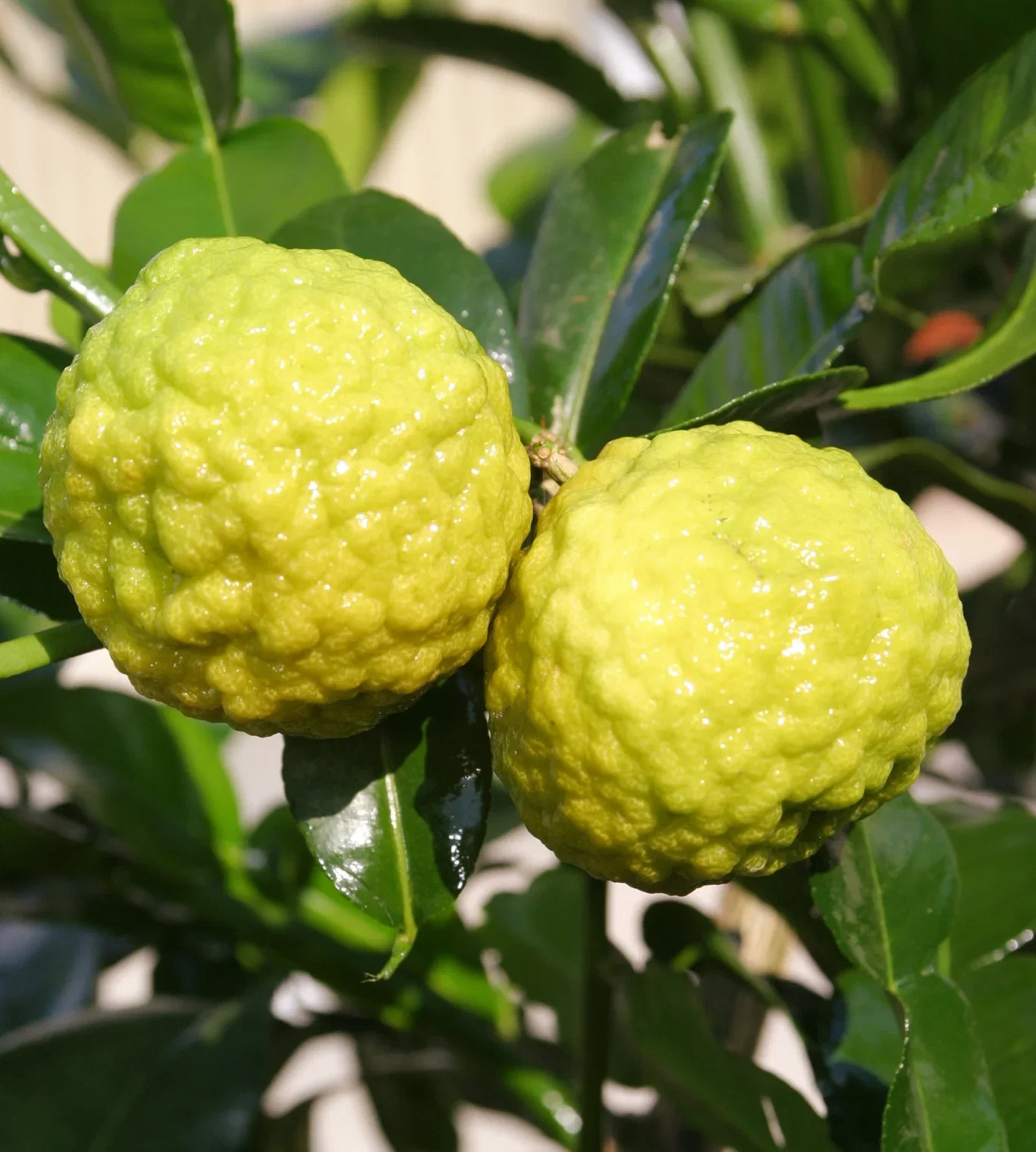 Citrus hystrix 'Papeda combowa' Kaffirlime Ø15 cm