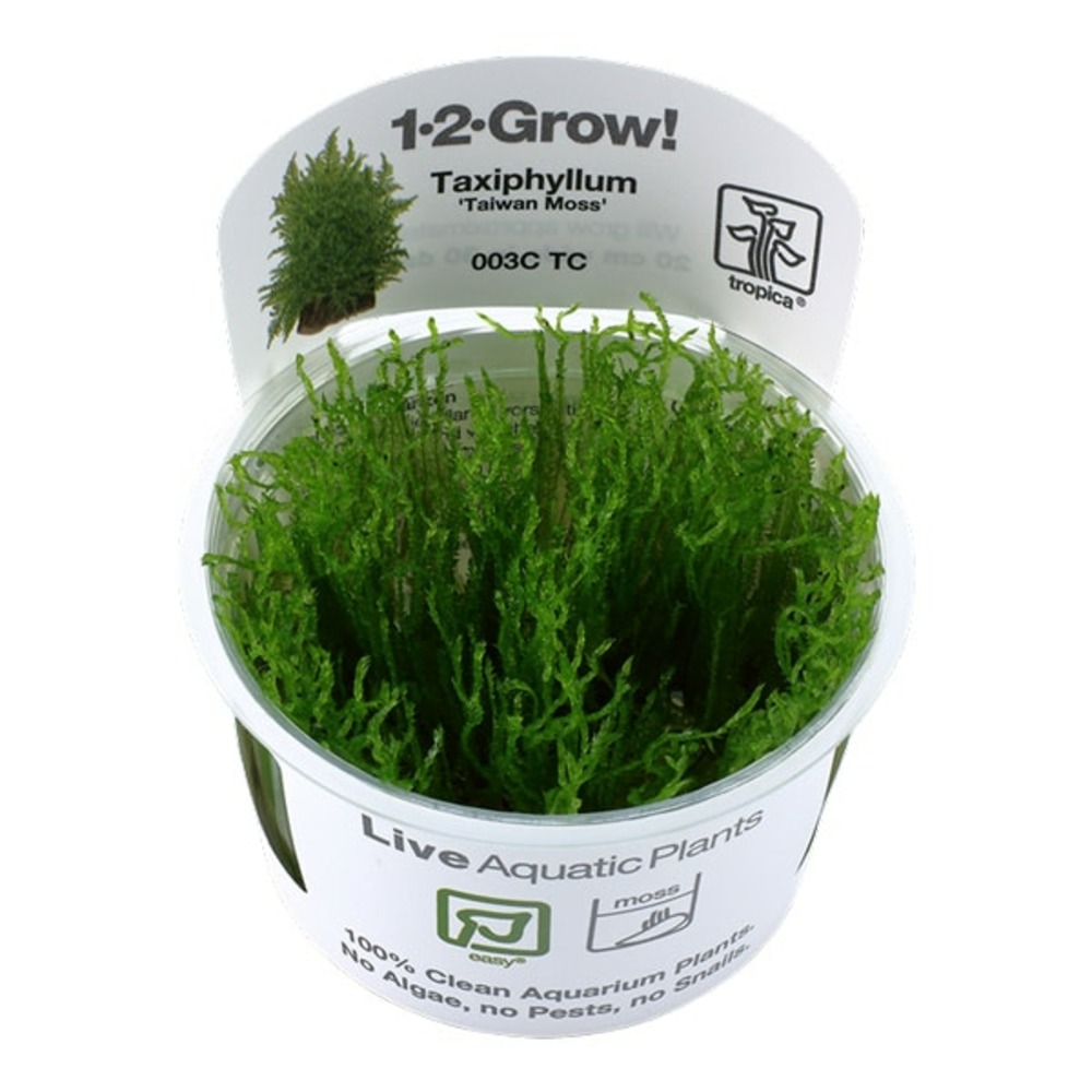 Taxiphyllum taiwan moss in vitro