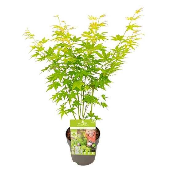 Acer, Erable du Japon, variétés variables - pot D15cm