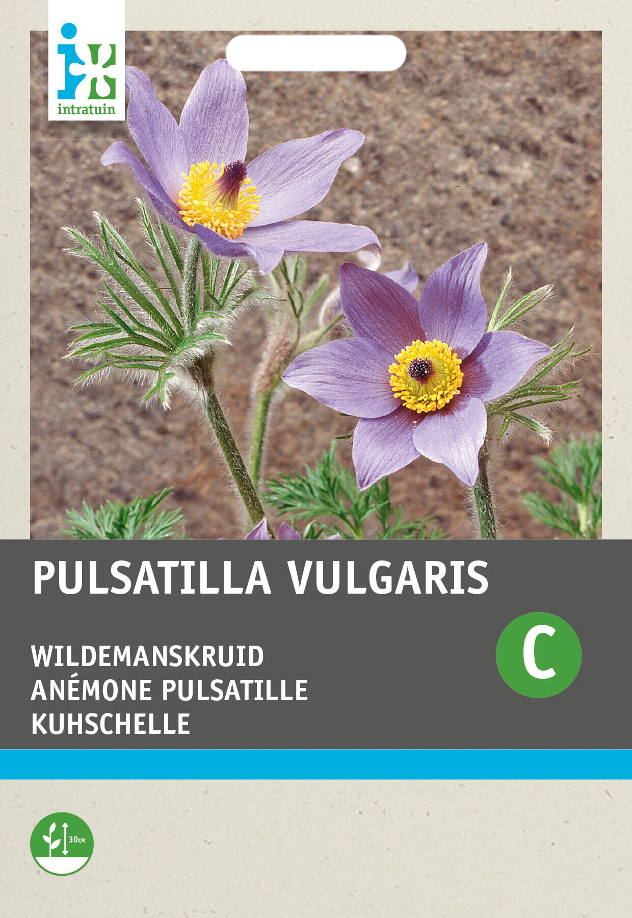 Intratuin bloemenzaad Wildemanskruid violet blauw (Pulsatilla vulgaris)