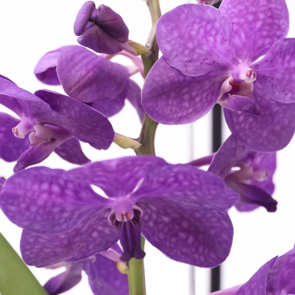 Blauwe orchidee - Vanda 'Blue' - Hoogte 40-50cm - ⌀14cm