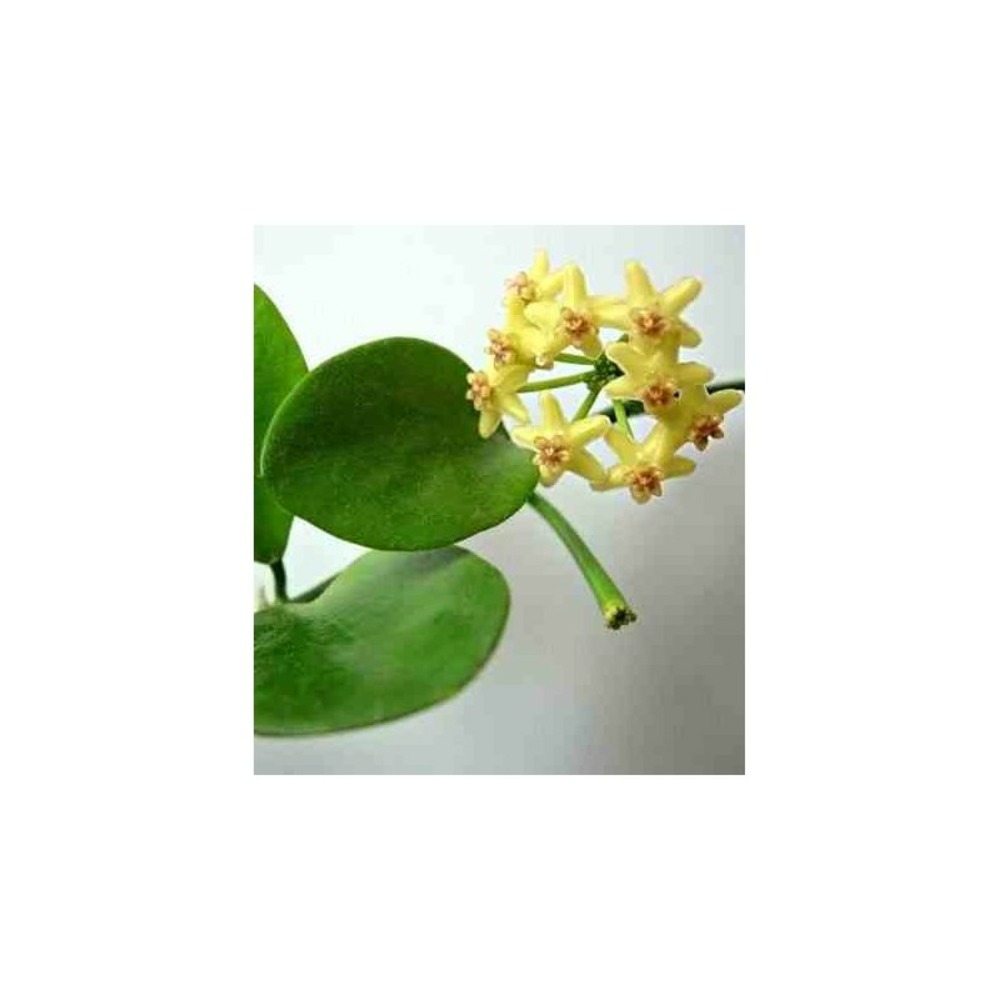 Hoya biakensis (fleur de porcelaine, fleur de cire) jaune - taille pot de 2 litres - 20/40 cm