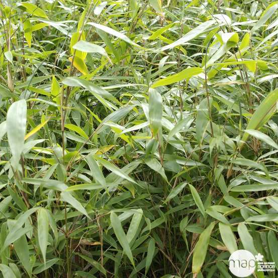 Bambou non-traçant fargesia robusta 'Pingwu': pot de 12 litres