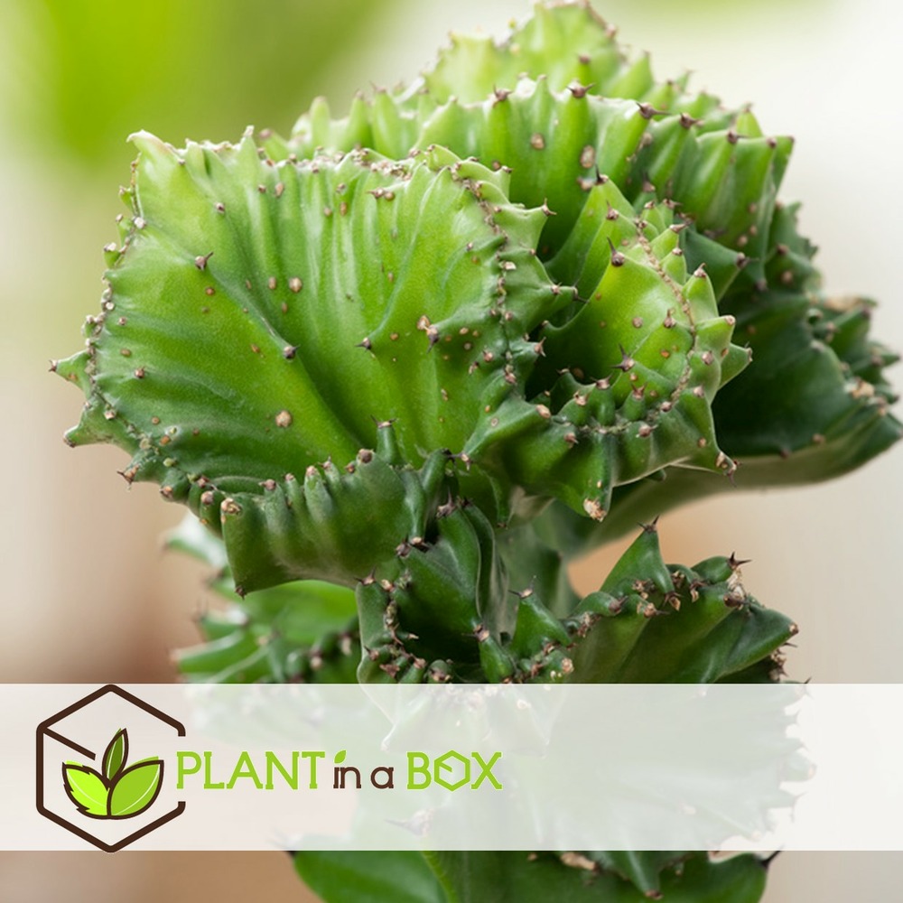 Euphorbia mix - mélange de 2 plantes - pot 12cm - hauteur 25-30cm
