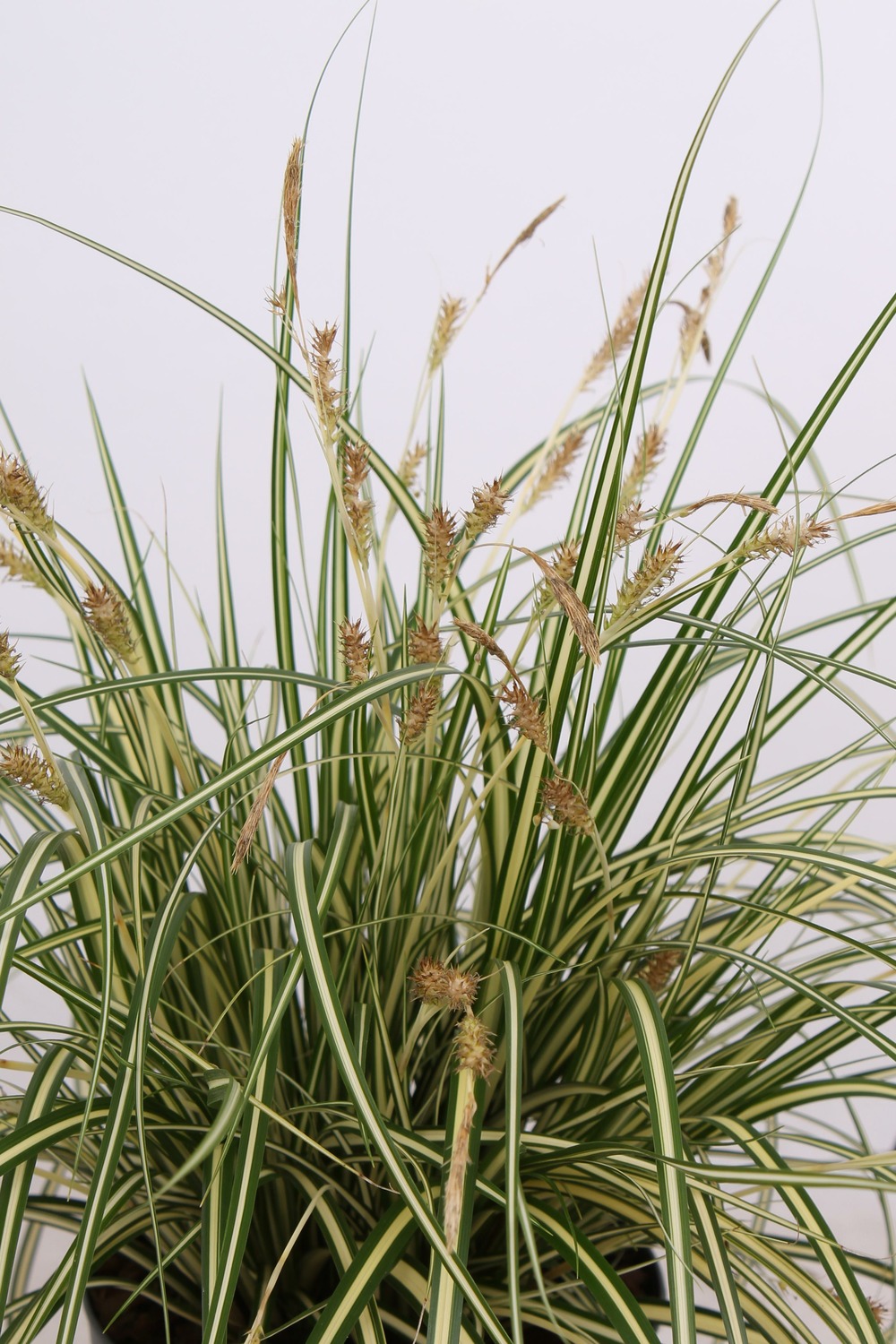 Carex hachijoensis 'evergold'
