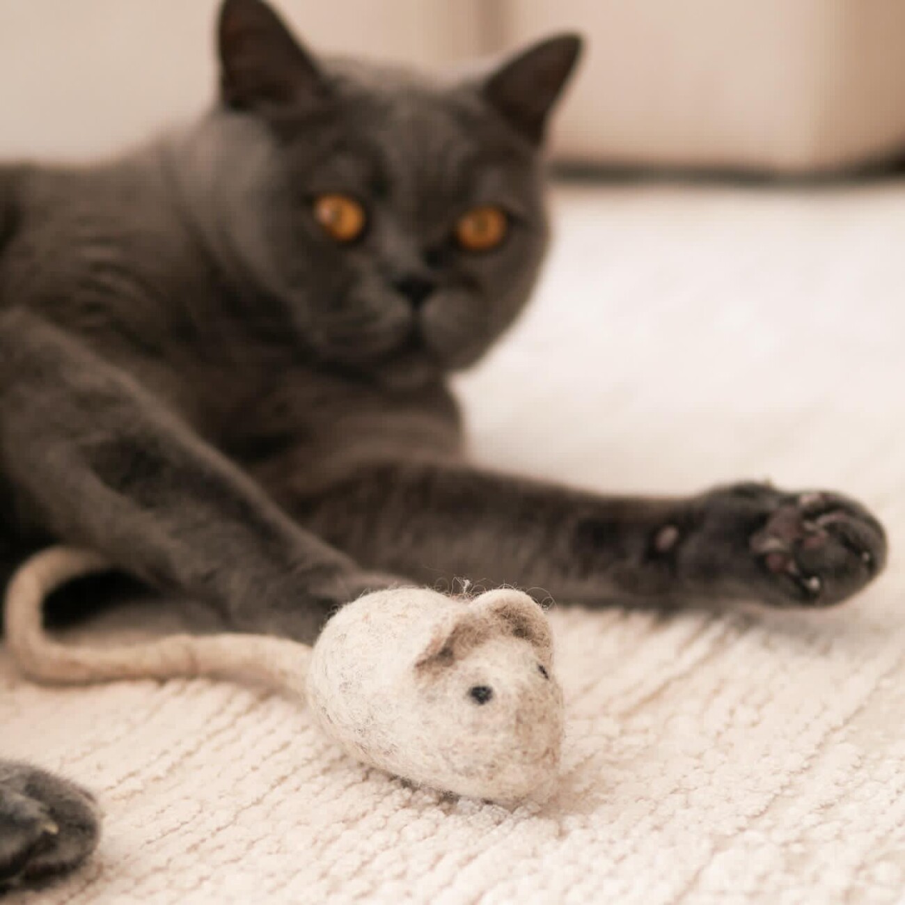The Catery Filzmaus