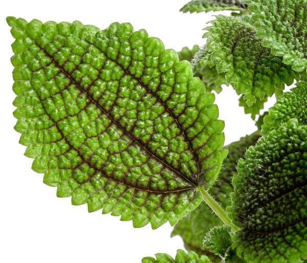 Kanonierblume - Pilea involucrata 'Moon