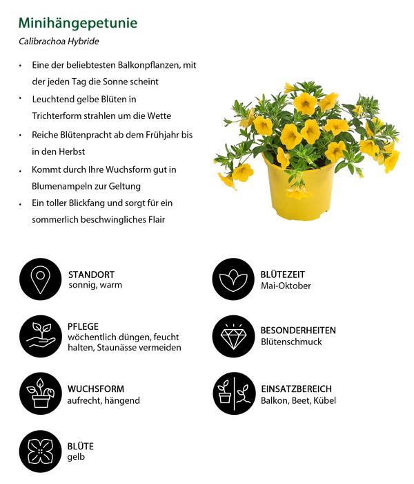 Beet- & Balkonpflanzen-Set Zitronengelb,
