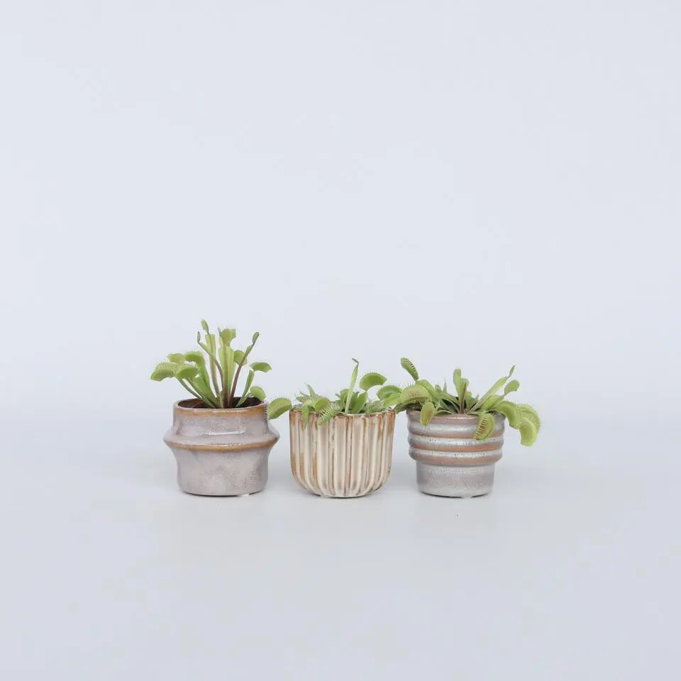 Venus vliegenvanger - Set van 3 - Dionaea muscipula - Hoogte 5-15cm - ⌀5,5cm