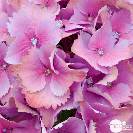 Hydrangea macrophylla ' Red Baron ' : conteneur 5 litres