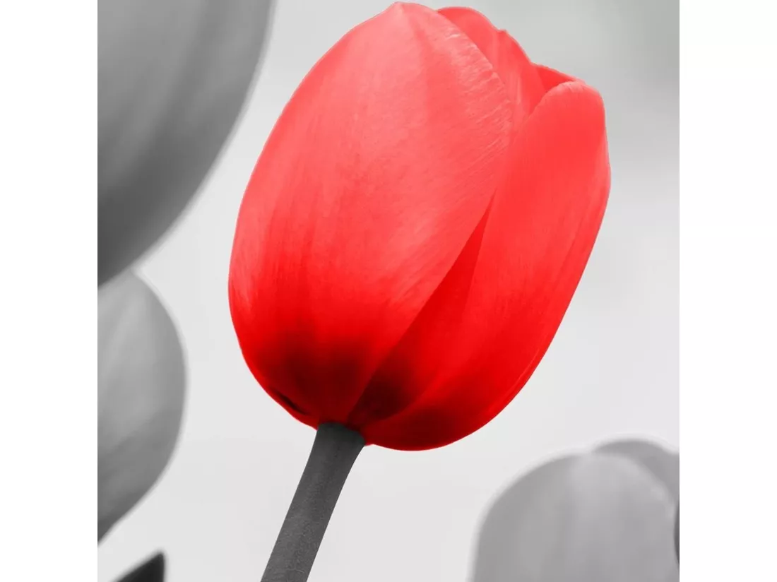 Tableau bois tulipe rouge en gris - 50 x 50 cm