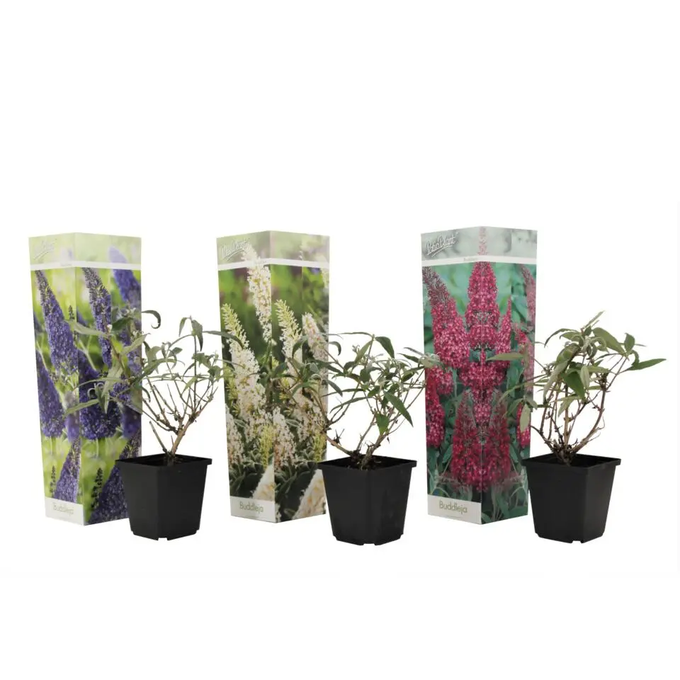 Vlinderstruik - Set van 3 - Buddleja davidii - Hoogte 25-40cm - ⌀9cm