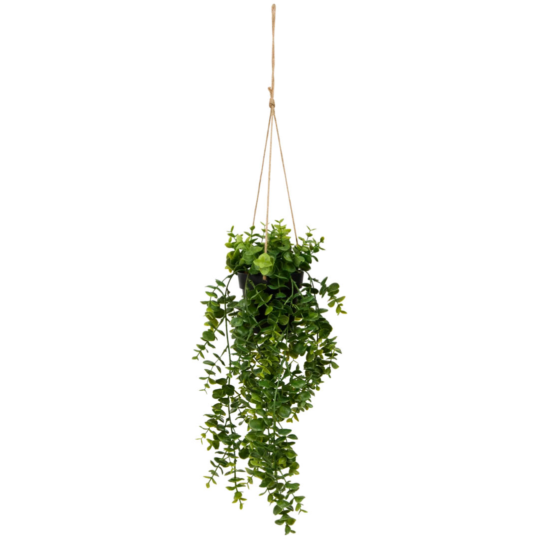 Kunsthangplant Diverse varianten