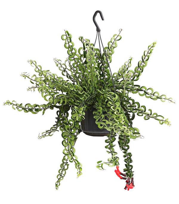 Schamblume - Aeschynanthus cultivars
