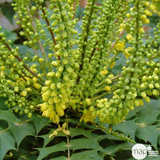Mahonia x media ' Winter Sun ' : ctr 5 L Couleur
