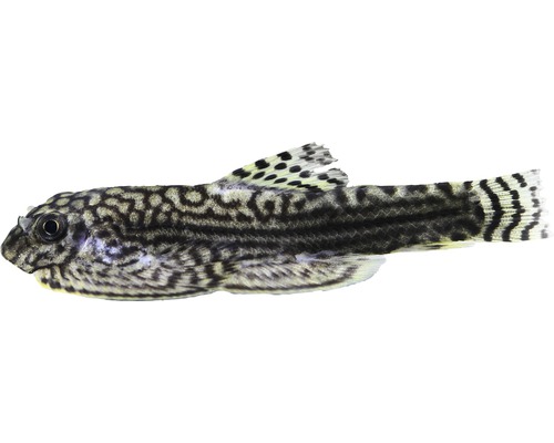 Vietnamese bergbeekmodder - Sewellia lineolata, of sierlijke bergbeekmodder