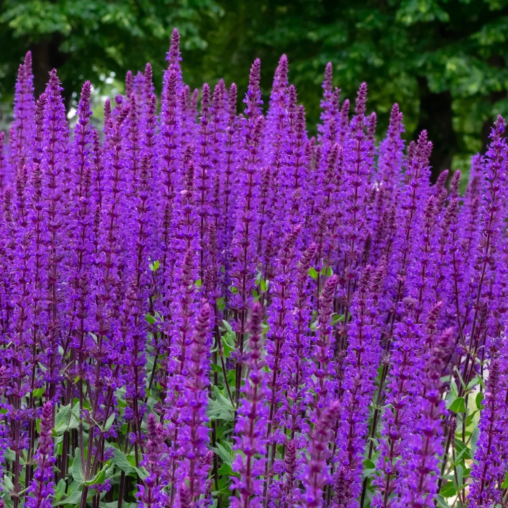 Salvia nemorosa 'Caradonna' Steppesalvie 'Caradonna' Ø17 cm