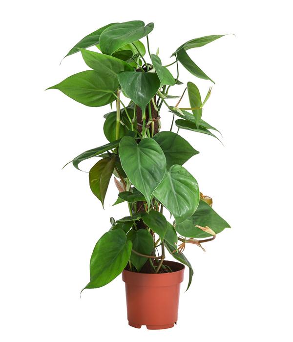 Baumfreund - Philodendron scandens am