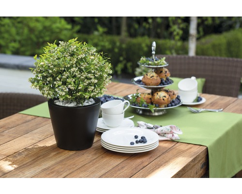 Blauwe bes, bosbes Vaccinium BrazelBerry ® 'Berry Bux' ® H 10-12 cm Co 0.35 L