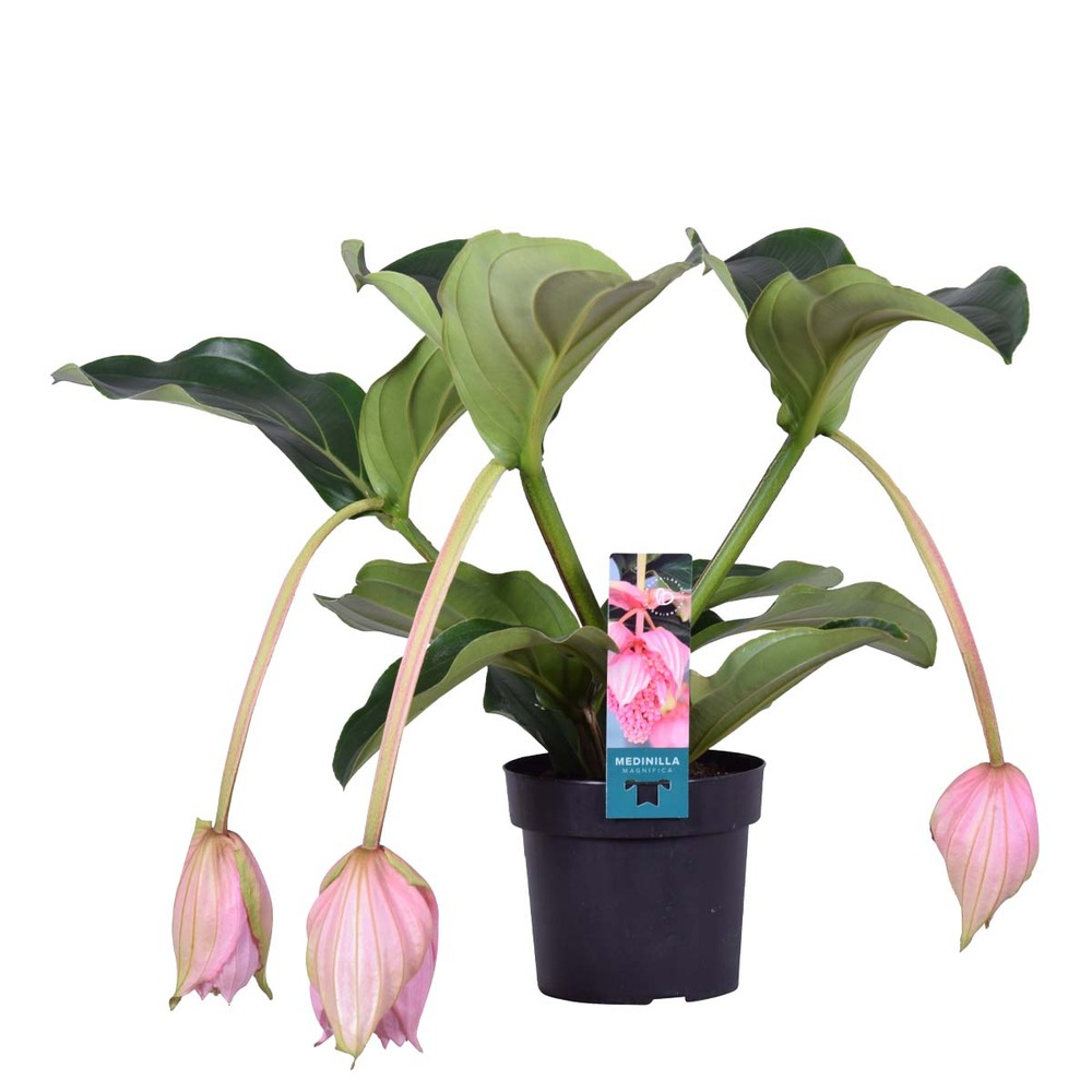 Medinilla magnefica – fleur en spray – plante d'intérieur – facile d'entretien – ⌀17 cm - ↕50-60 cm