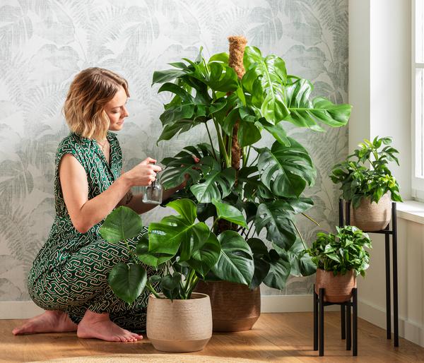 Fensterblatt - Monstera deliciosa am Moosstab