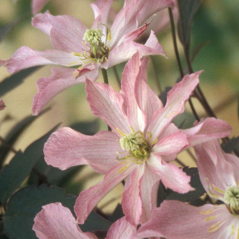 Clématite montana rosebud® robud/clematis montana rosebud® robud[-]pot de 1,8l