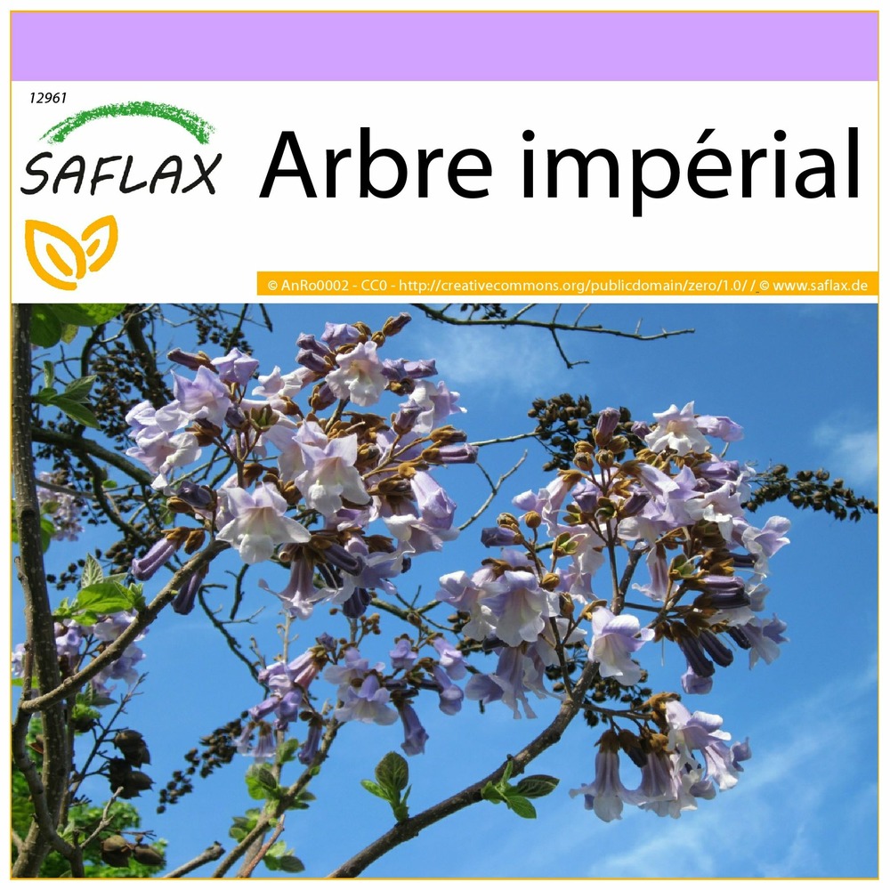 Arbre impérial - 200 graines - paulownia tomentosa
