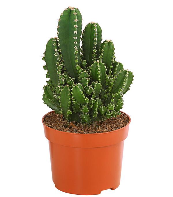 Felsenkaktus - Cereus repandus/Cereus