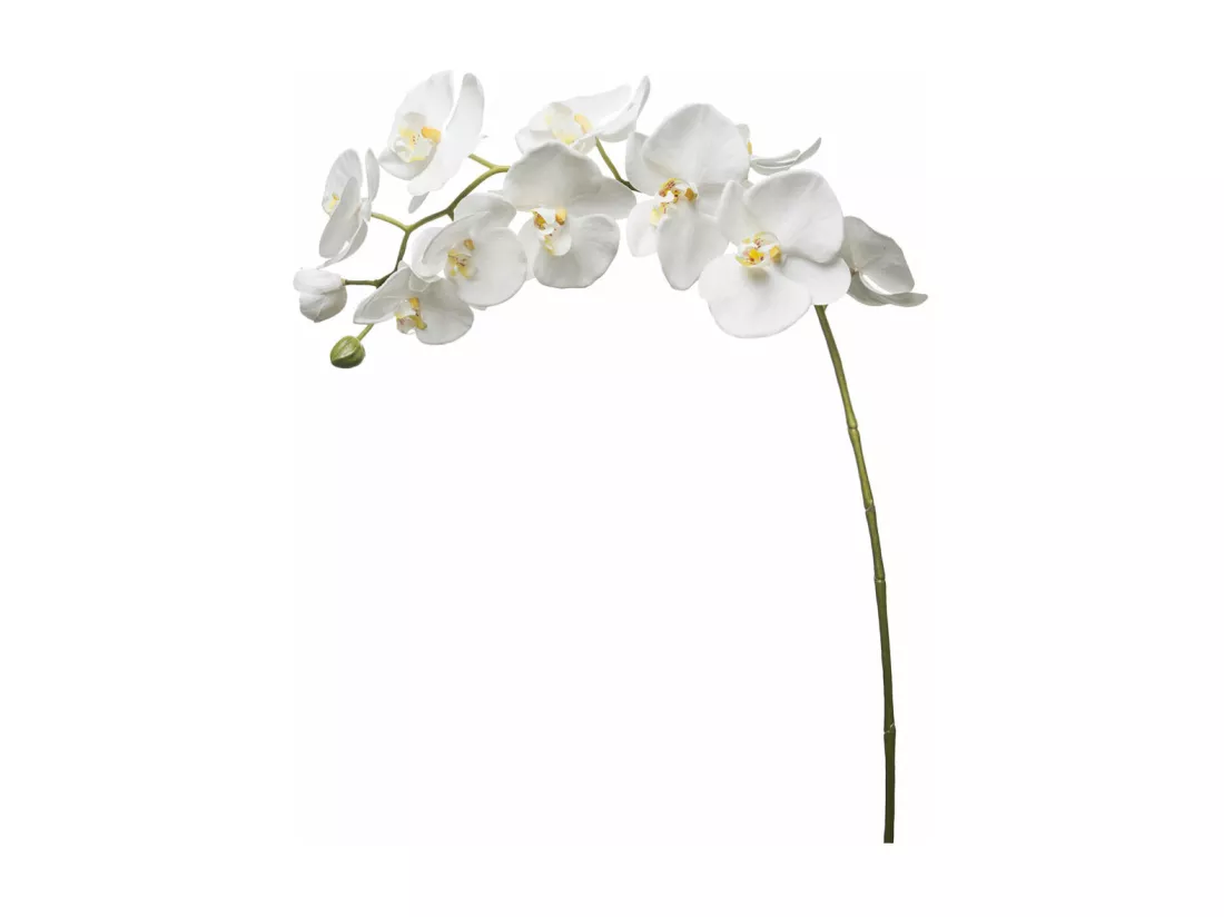 Tige d'Orchidée Phalaenopsis Forever - Fuchsia