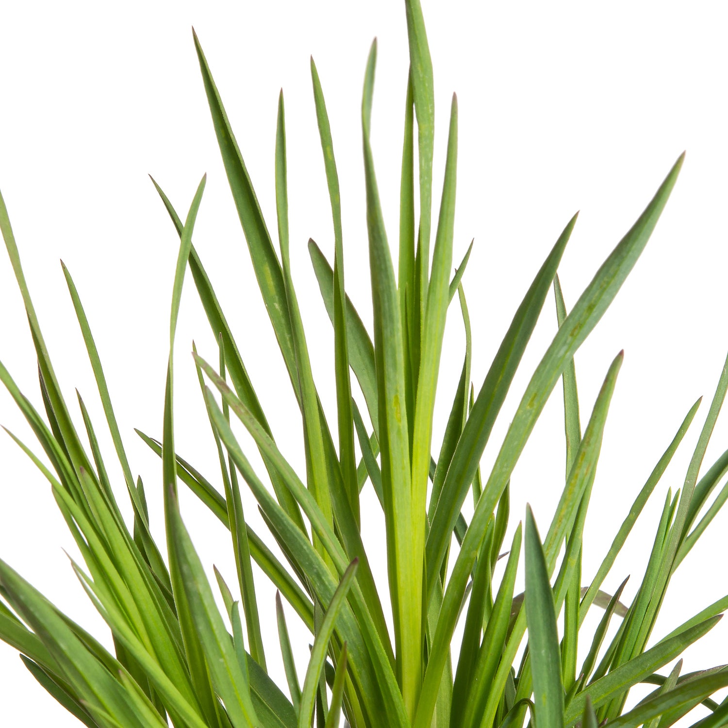 Kartuizer anjer (Dianthus carthusianorum) D 11 H 10 cm