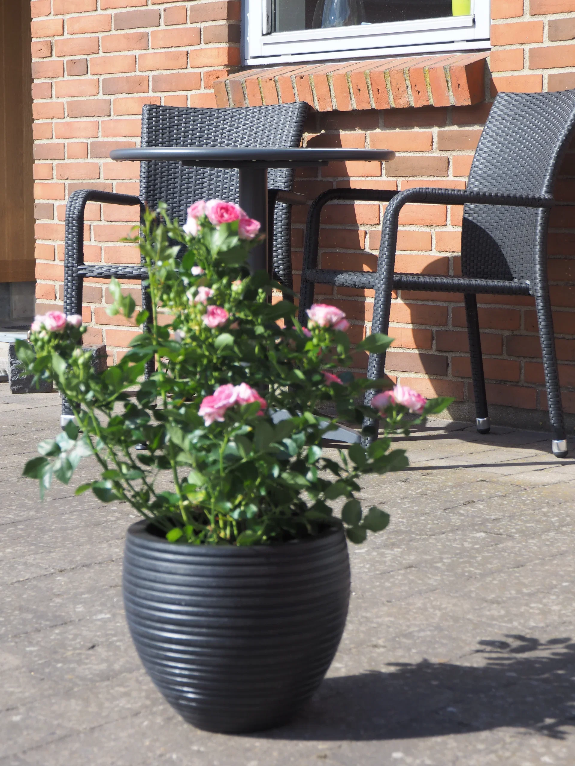 Rosa Terrace Pink 4L Terrasserose rosa Ø21 cm