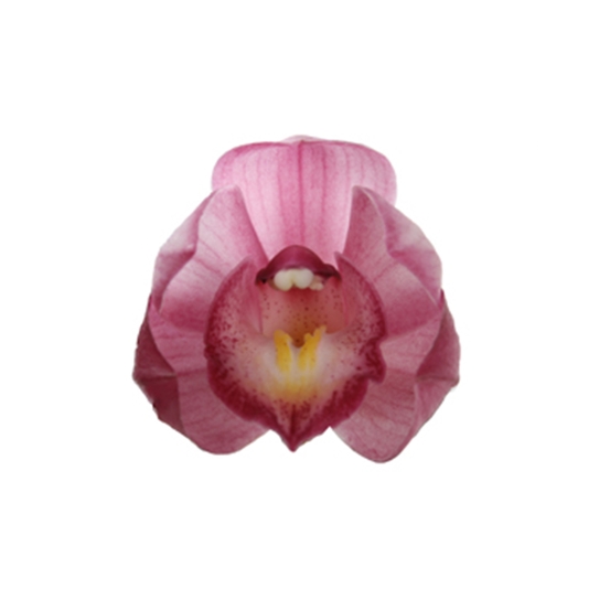 Orchidée CYMBIDIUM SIMONO 3 TIGES D12 H50