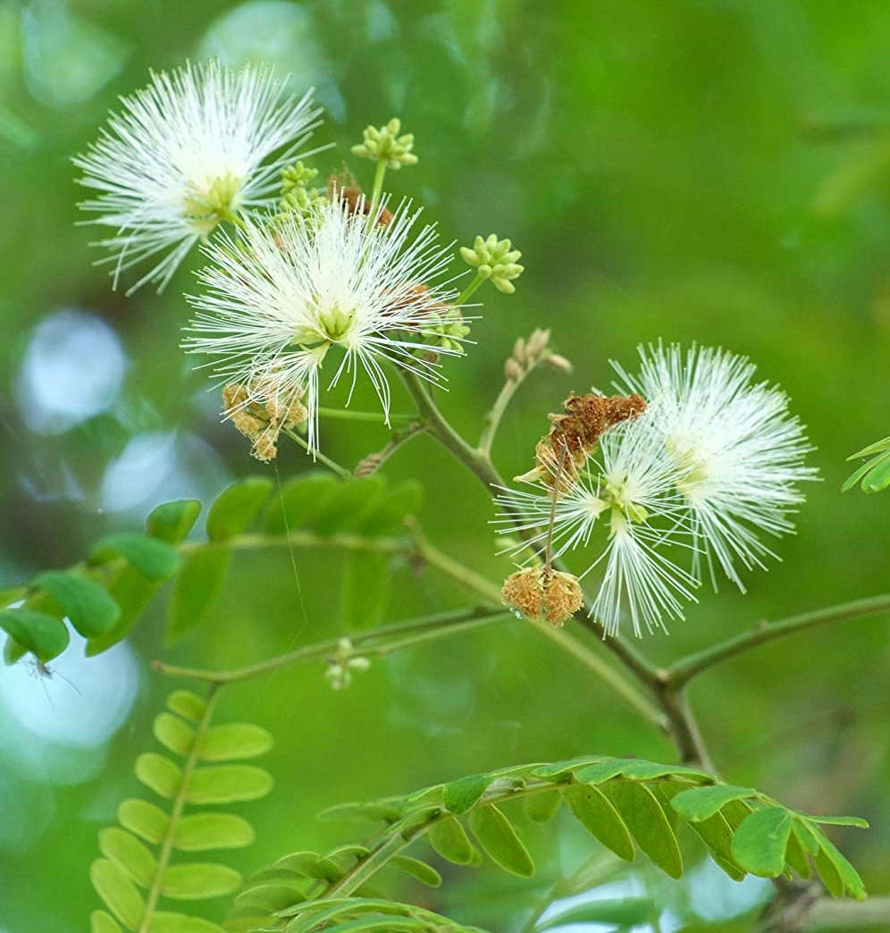 Albizia lebbeck (bois noir, bois noir cha-cha, acacia lebbeck) blanc - taille pot de 25l - 180/200cm