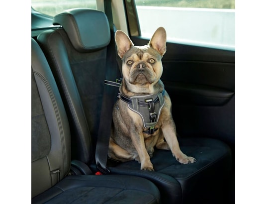 KERBL - Harnais de sécurité enfant Harnais de sécurité d’auto à animaux de compagnie 68-85 cm n...