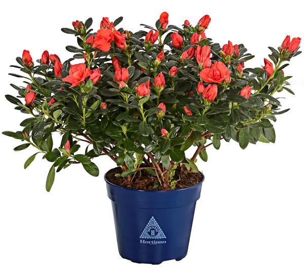 Zimmerazalee - Rhododendron simsii 'Sienna®'