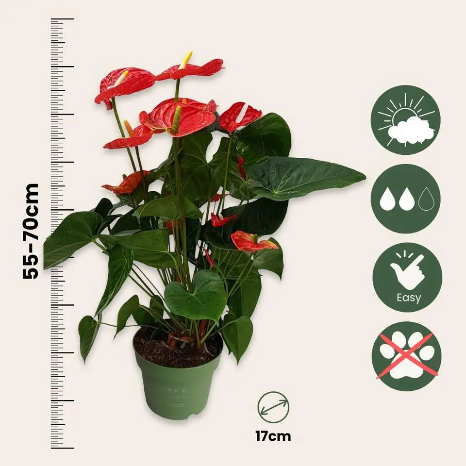 Flamingoplant - Anthurium 'Madural Red' - Hoogte 55-70cm - ø17cm