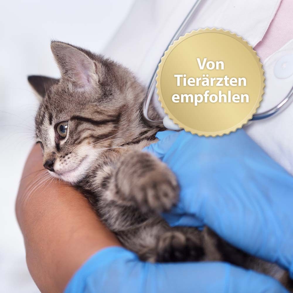 Felisept Home Comfort Beruhigungshalsband für Katzen