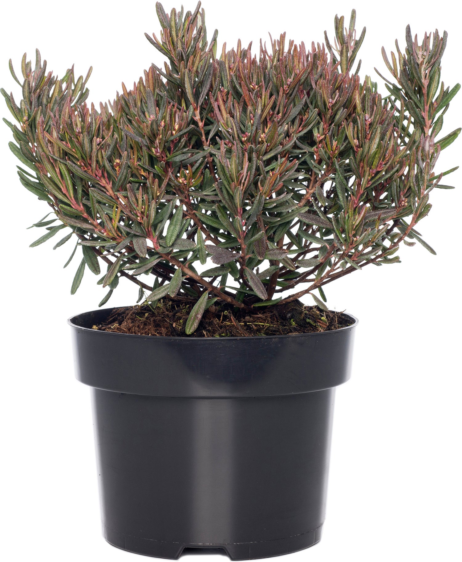 Lavendelheide (Andromeda polifolia 'Blue Ice') D 17 H 35 cm