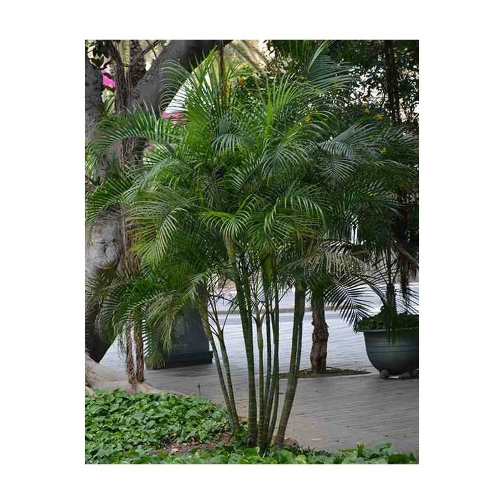 Dypsis lutescens (palmier multipliant) taille pot de 4l-100/120cm
