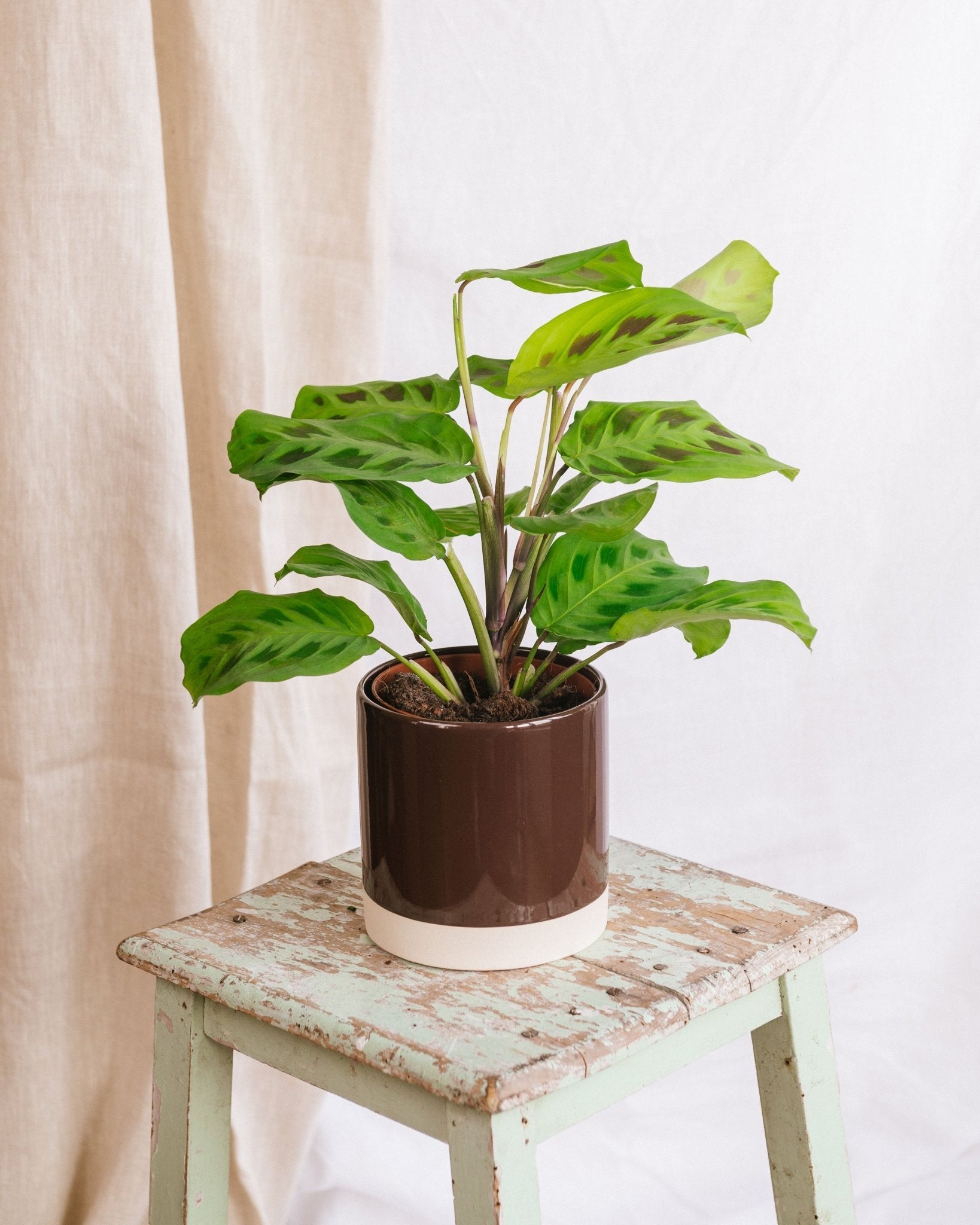Plante d'intérieur - maranta kerchoveana 30.0cm