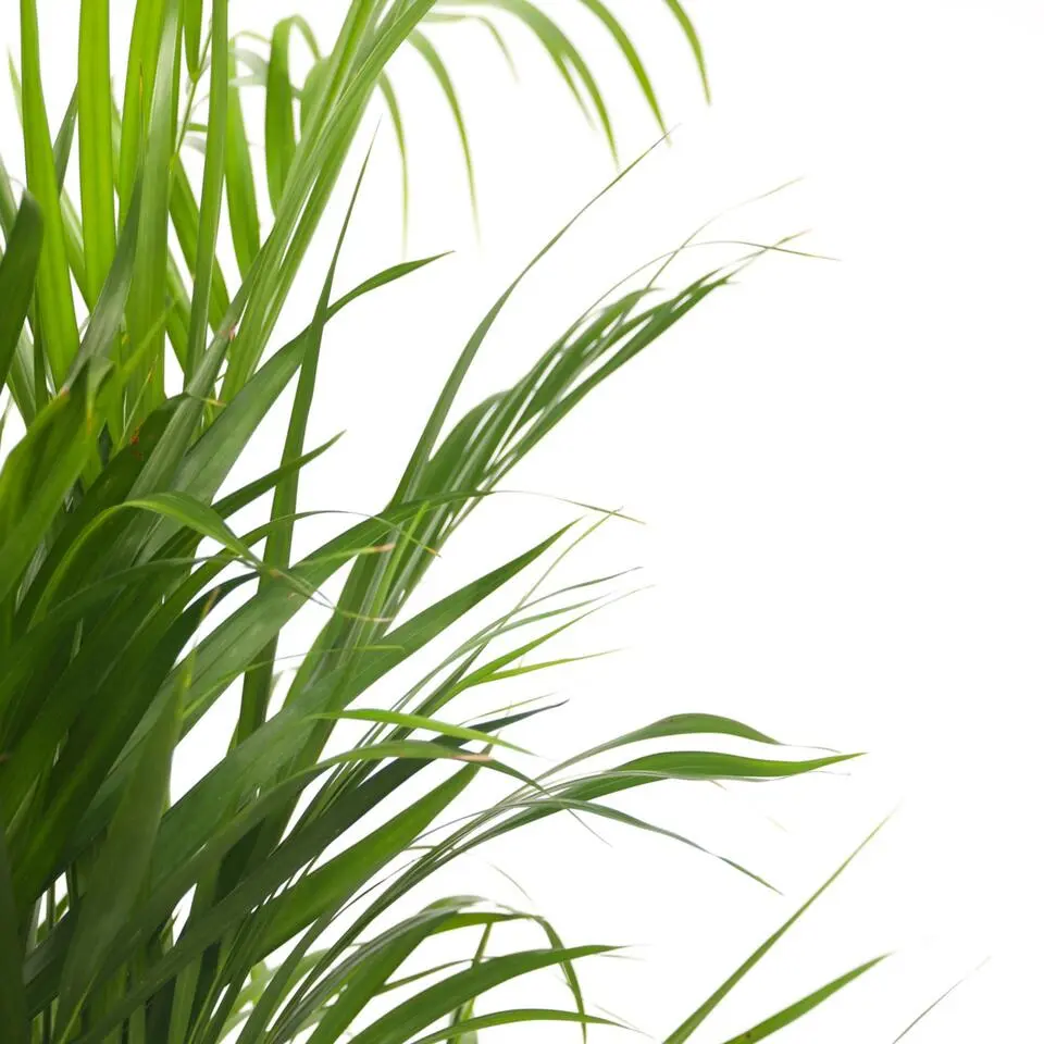 Areca goudpalm - Dypsis lutescens - Hoogte 30-45cm - ⌀12cm