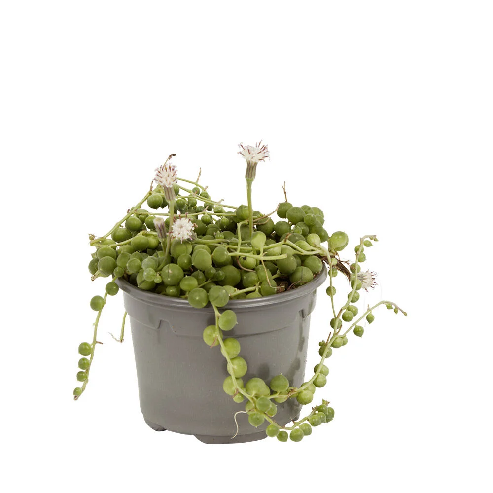 Aloé Véra pot gris Ø9xH20cm