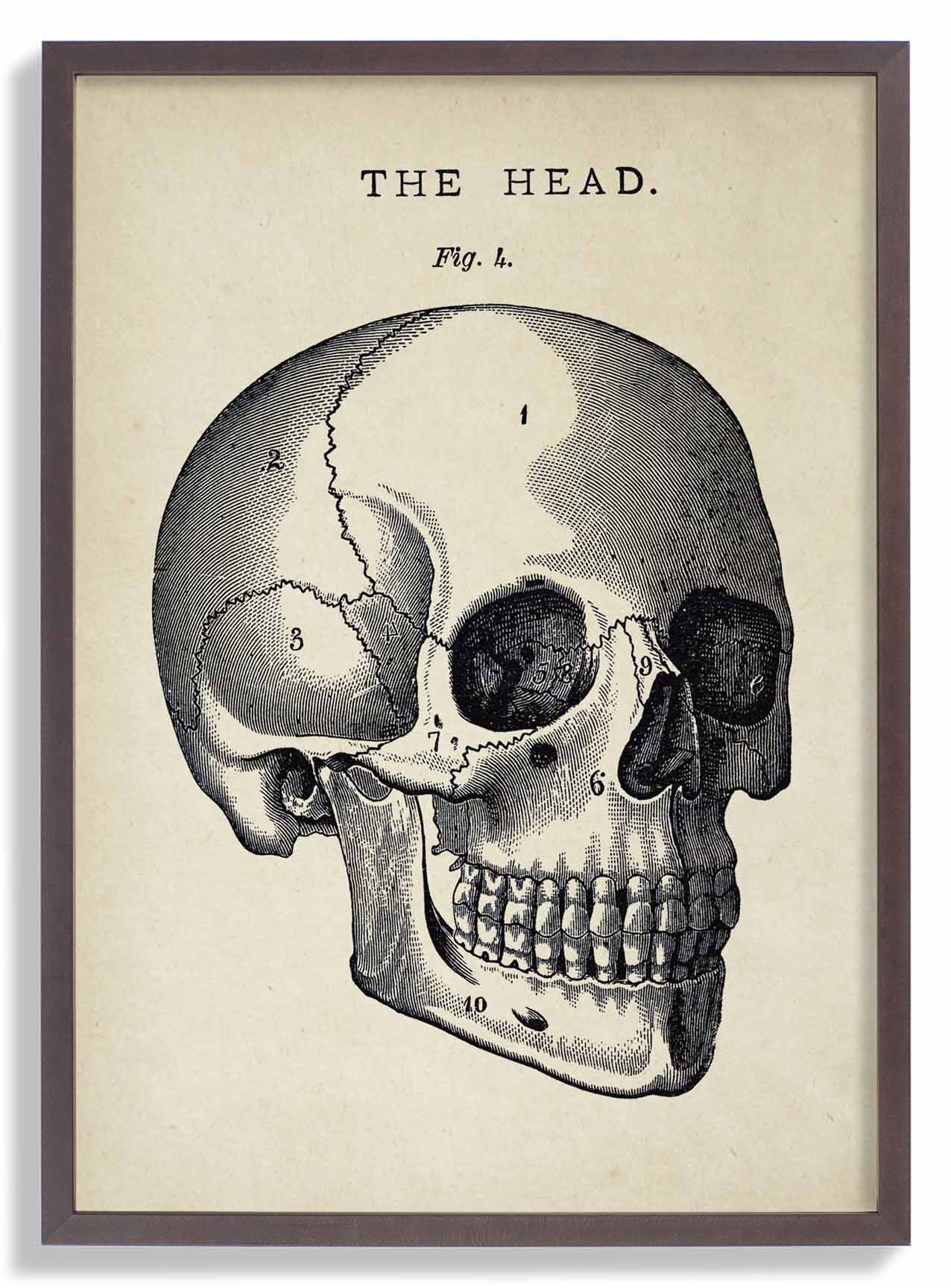 Antiker Totenkopf