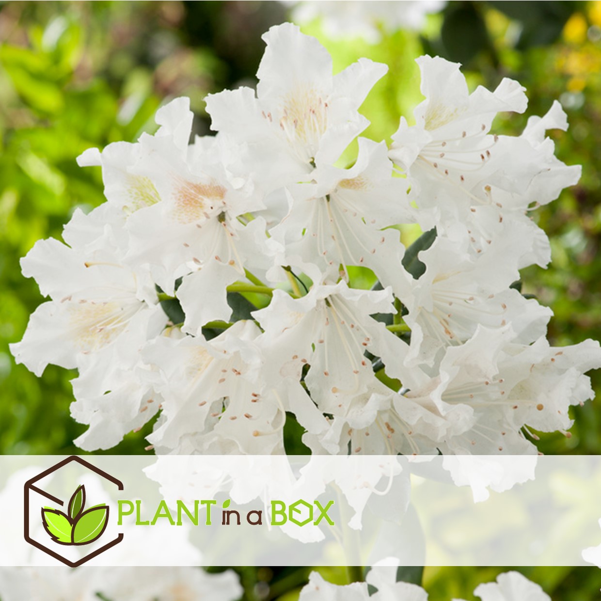 Rhododendron cunningham white - blanc - set de 3 - pot 9cm - hauteur 25-40cm